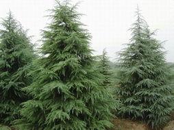 雪松的照片,大自然的雄伟与静谧